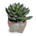 Sets - RAV 6 PC SET<br>Wooden Tray, Succulents,  Books & Candle