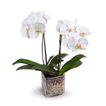 Orchids in vase